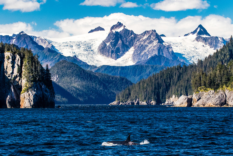 orca surfacing in kenai fjords national park alaska