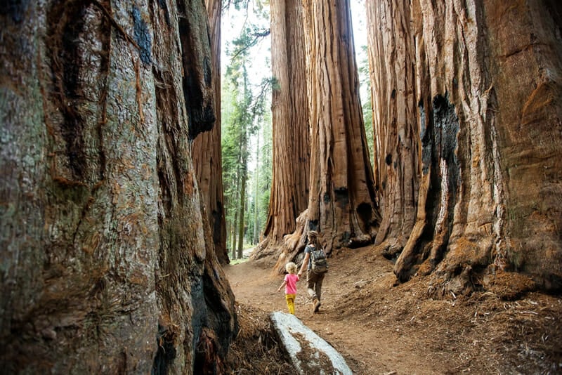 Camping and hiking in kings canyon and sequoia national park, california