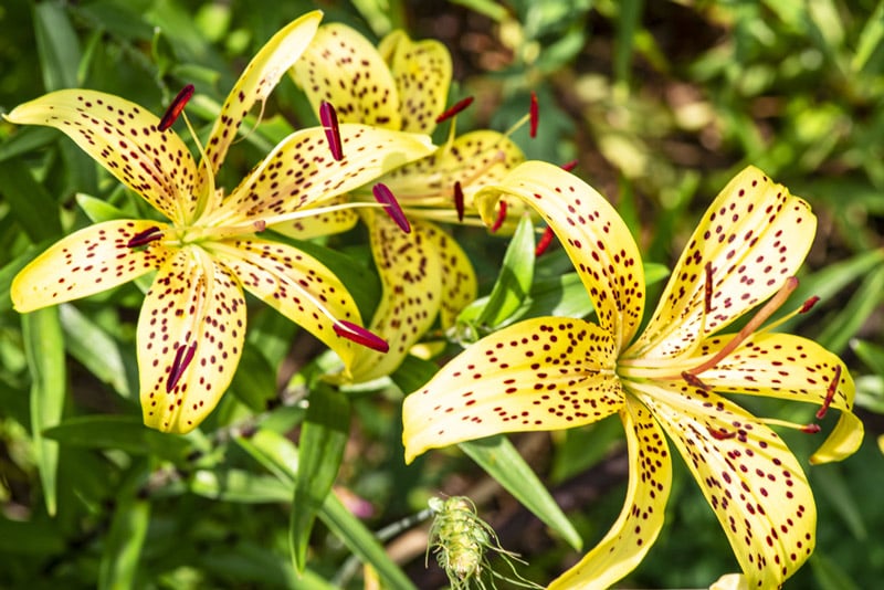 leopard lilies grow in the spring at black canyon of the gunnison