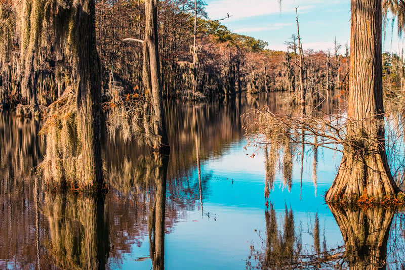bayou in a louisiana national park swamp