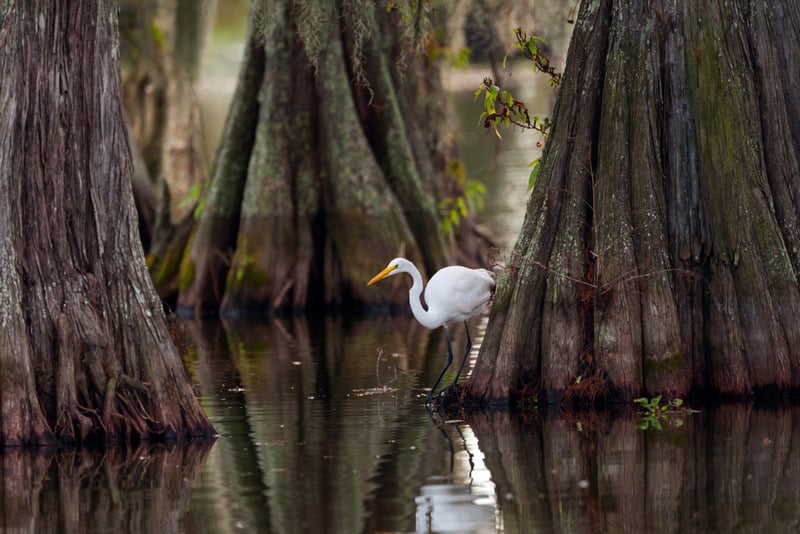 crane in a louisiana national park river