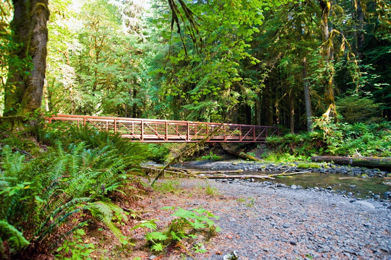 forest bridge on the hike to marymere falls in olympic national park