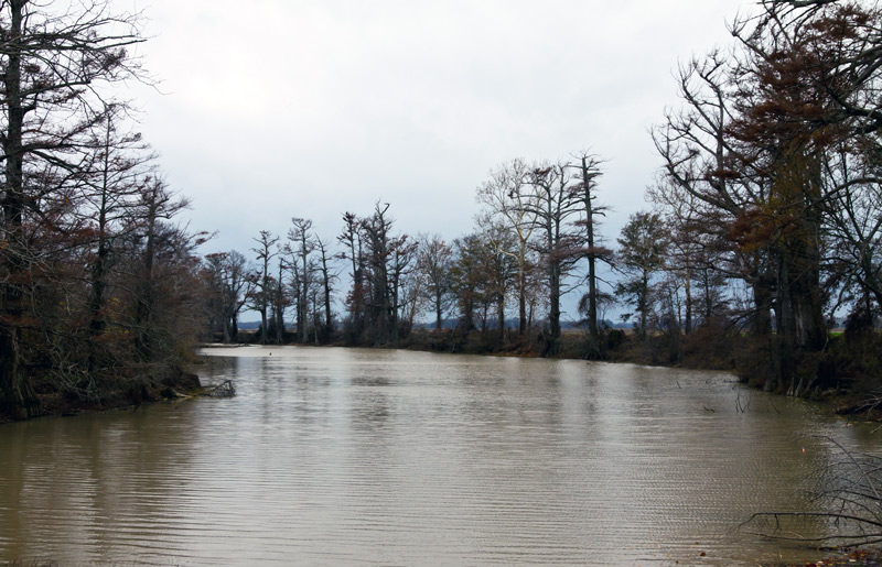 mississippi delta swamp