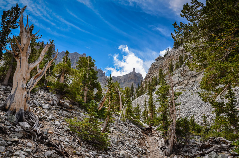 bistlecone pine grove trail in great basin national park nevada