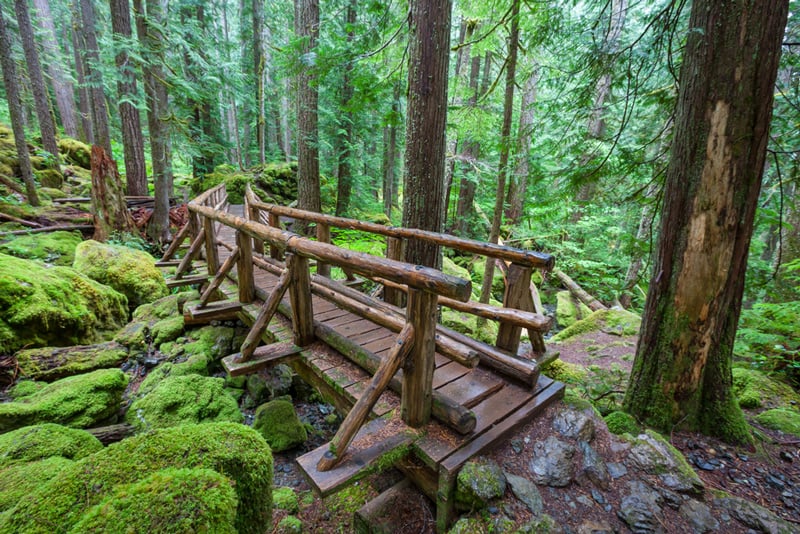 hiking trail in olympic national park