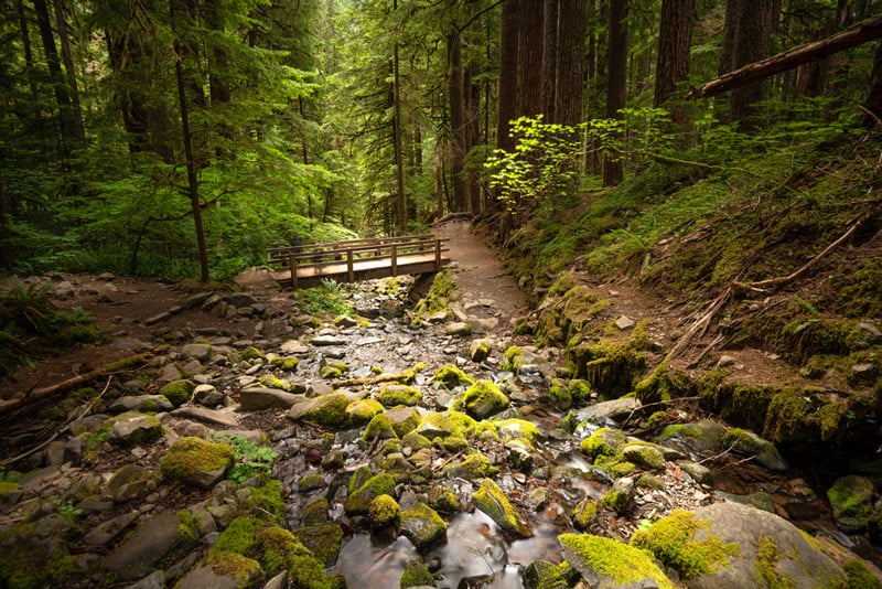 trail to Sol Duc Falls in Olympic National Park washington