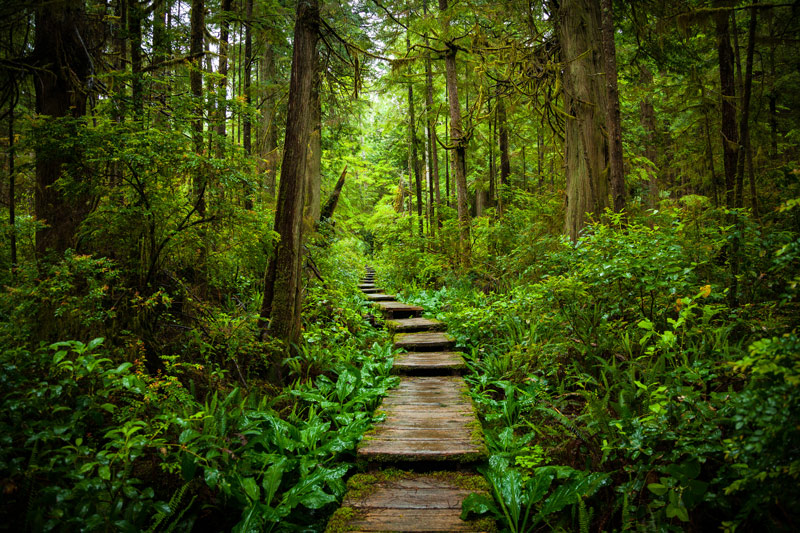 camping at Ozette campground in olympic national park