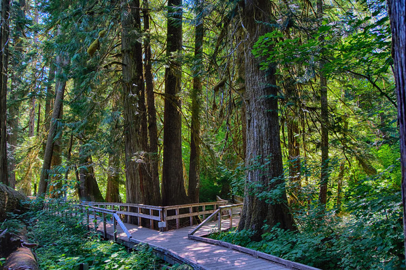 patriarchs trail mount rainier national park