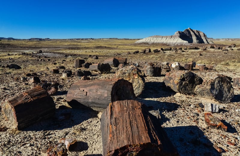 ancient wood in petrified forest national park arizona