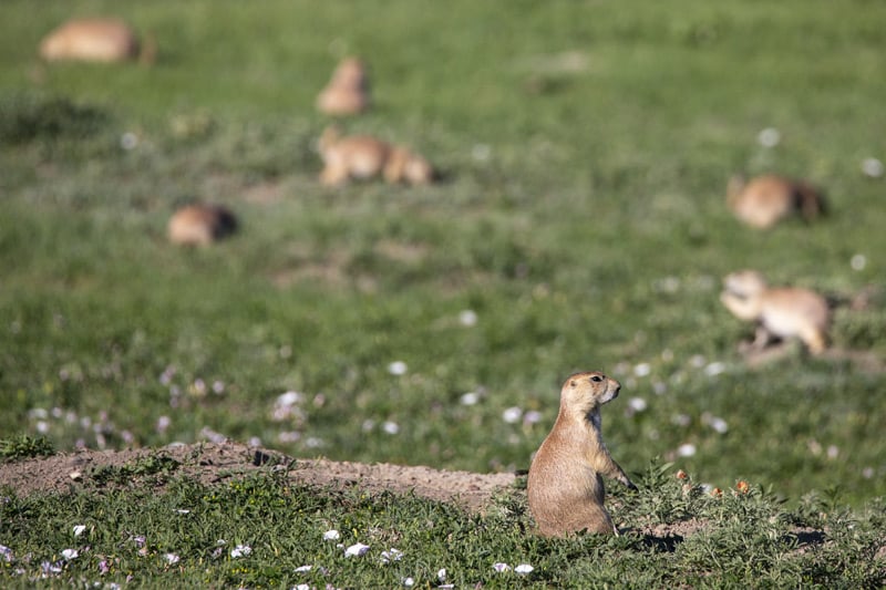 prairie dogs and mounds in the south dakota badlands