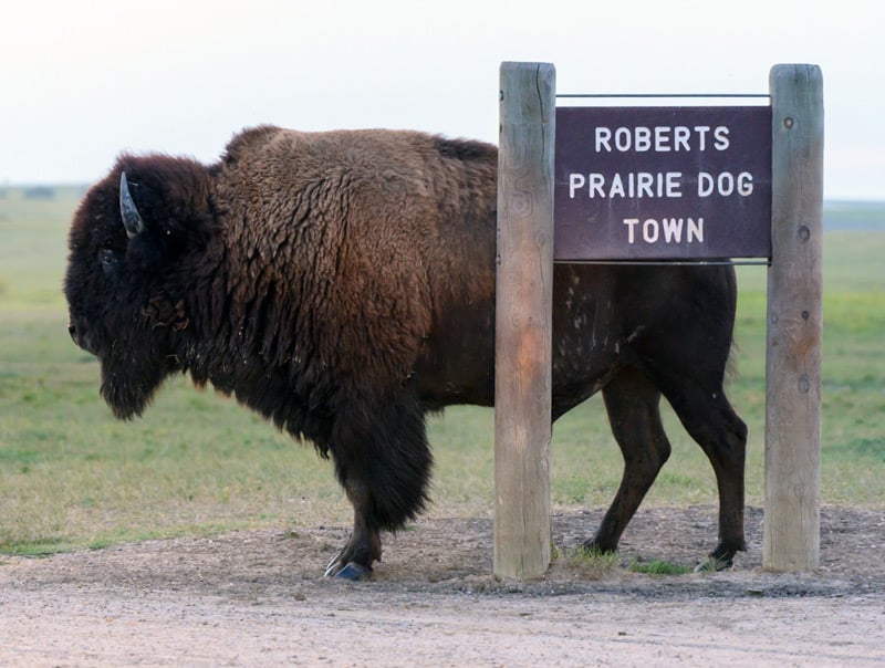 road sign for roberts prairie dog town in south dakota badlands