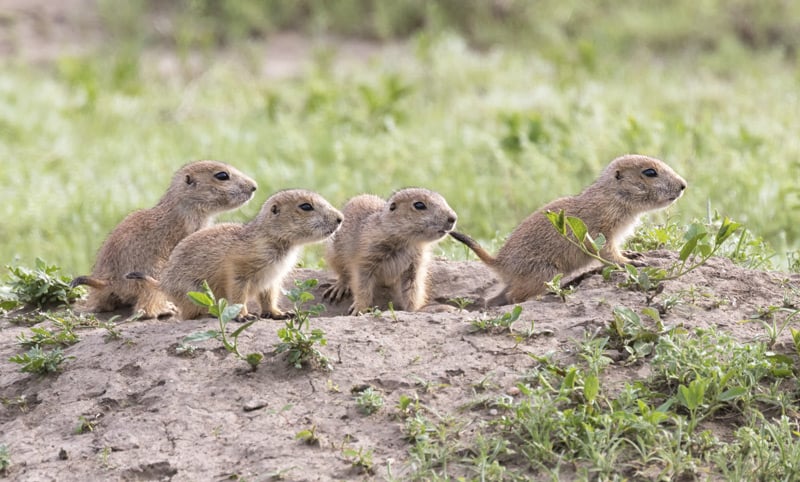 prairie dogs in roberts prairie dog town south dakota badlands