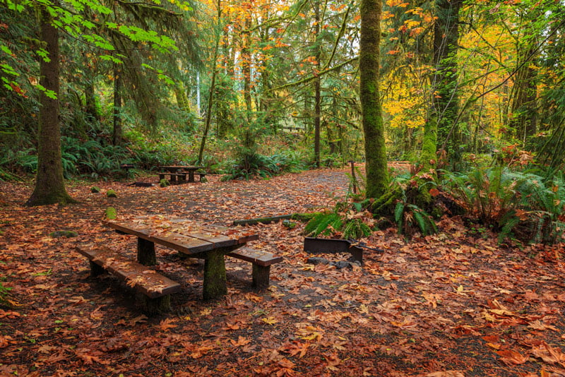 picnic tables in the quinault rainforest olympic national park