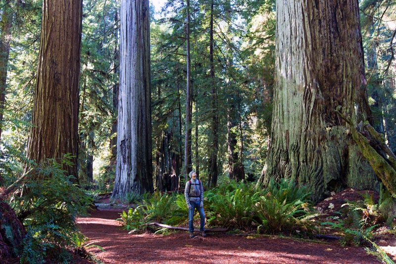 redwood forest in the california national park