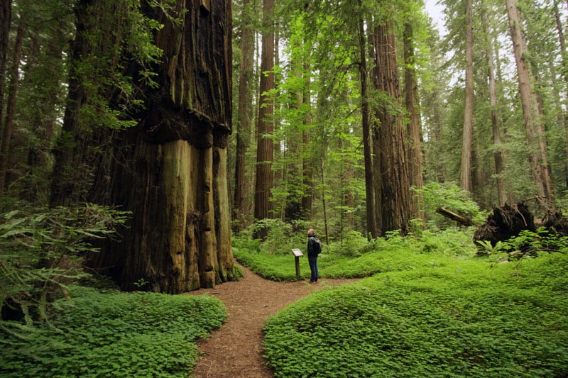 redwood national park california