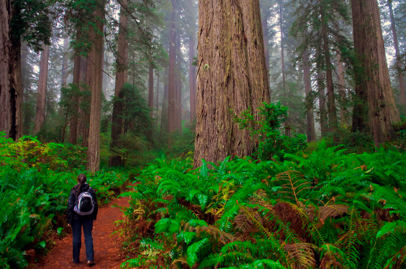 redwoods national park in california