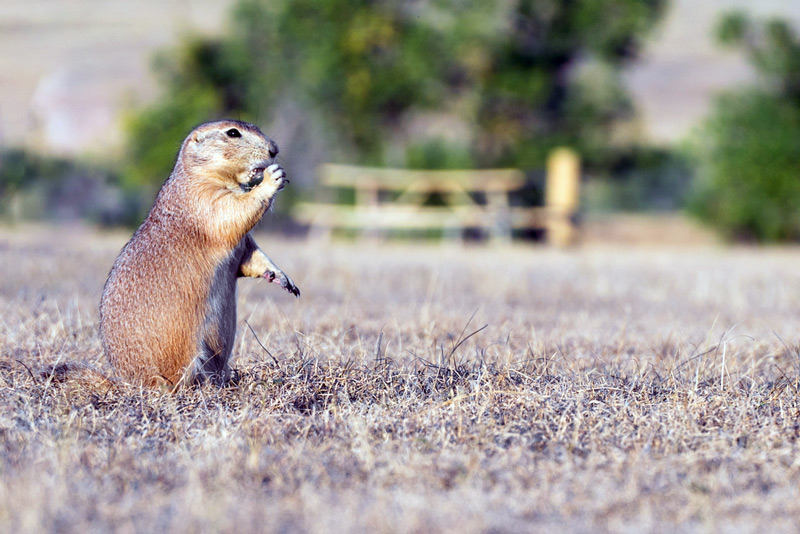 roberts prairie dog town in the south dakota badlands