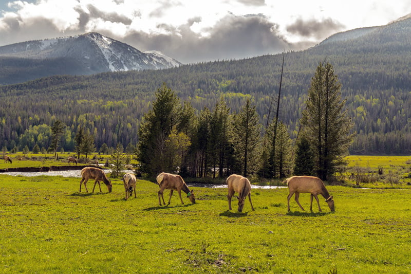 elk grazing near the never summer mountains in rocky mountain national park