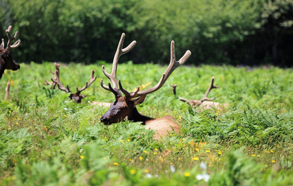 roosevelt elk resting in a grove in redwoods national park california