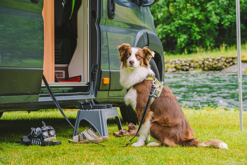 using a dog as an rv security system