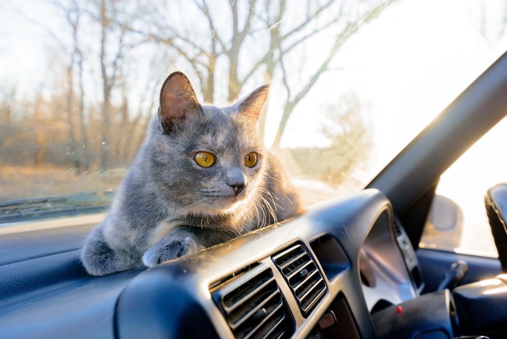 cat traveling on the dashboard of a car