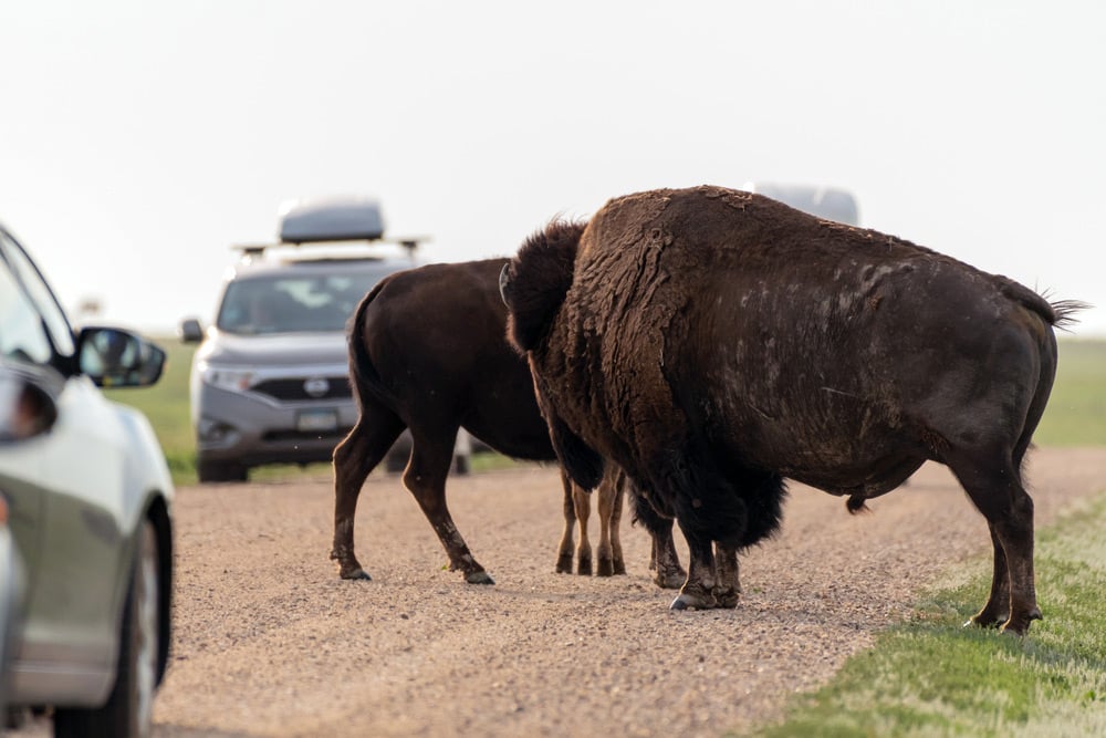 stopping for bison while driving on sage creek rim road in badlands national park