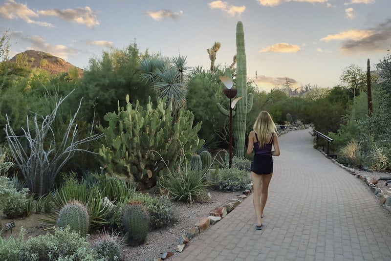 beautiful desert trail in saguaro national park