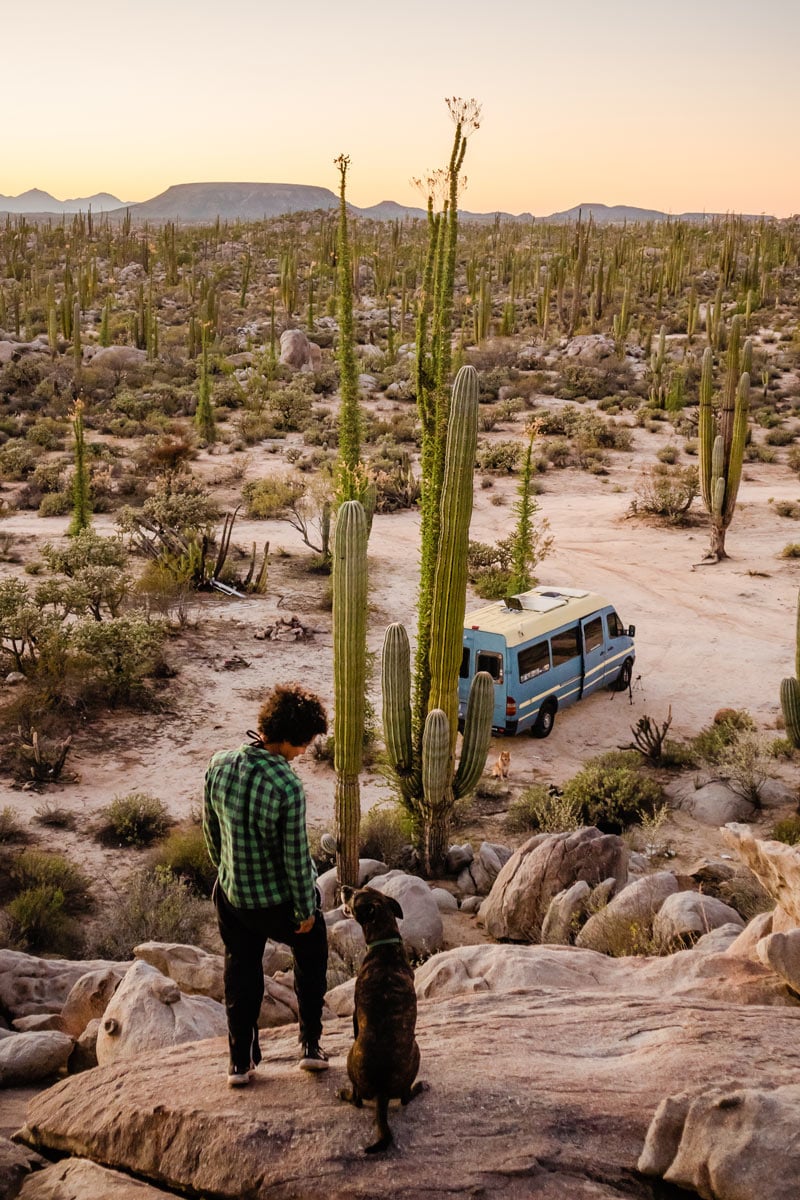 dog and van parked next to saguaro cactus plants in tuscon arizona