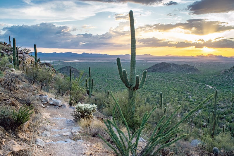 picture of a hiking trail in saguaro national park
