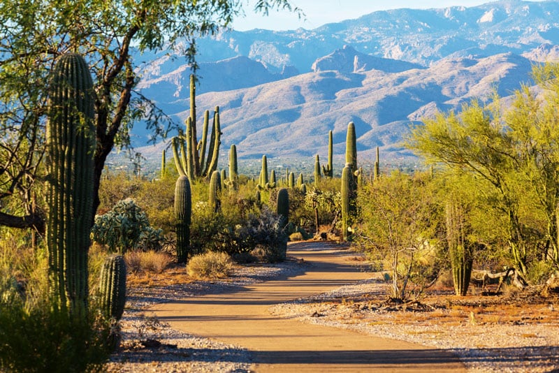 cacti and mountains in saguaro national park arizona