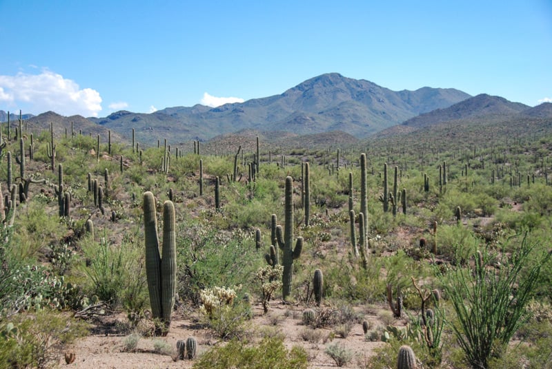 hundreds of cacti line the hiking trails in saguaro national park