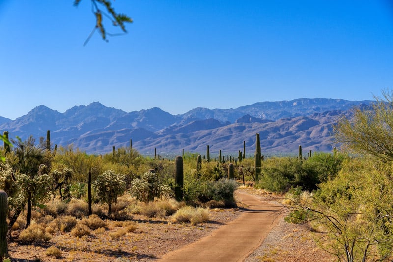 dog friendly dirt hiking trail in saguaro national park arizona