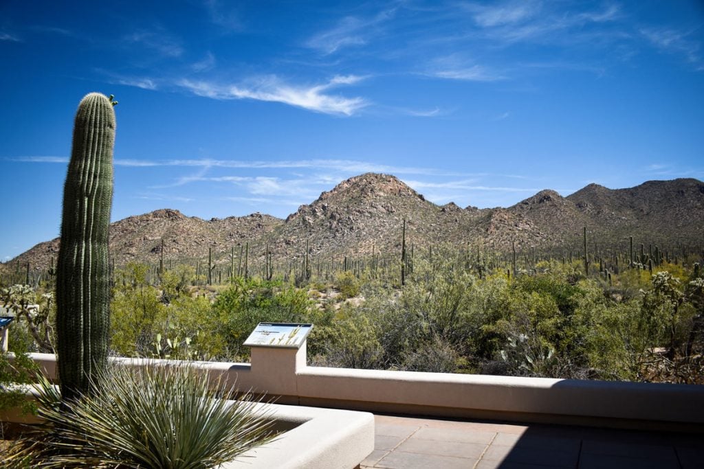 desert overlook at the western visitor center in saguaro national park arizona