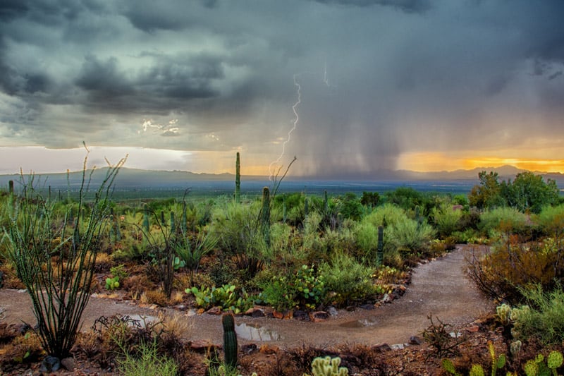 hiking trail during a rain storm in saguaro national park