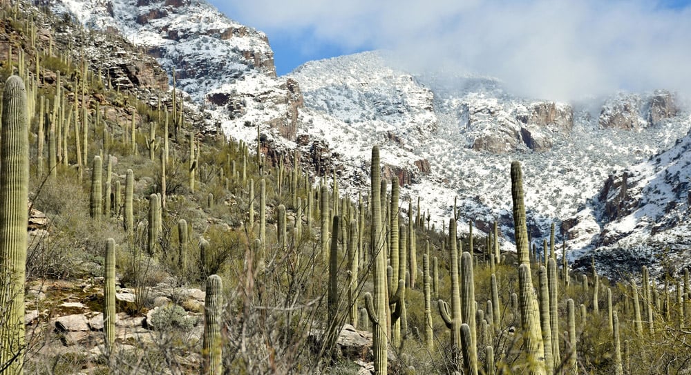 winter snow falling on the mountains in saguaro national park