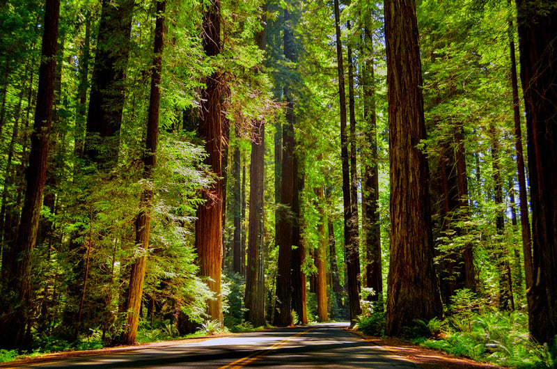 scenic drive in redwood national park
