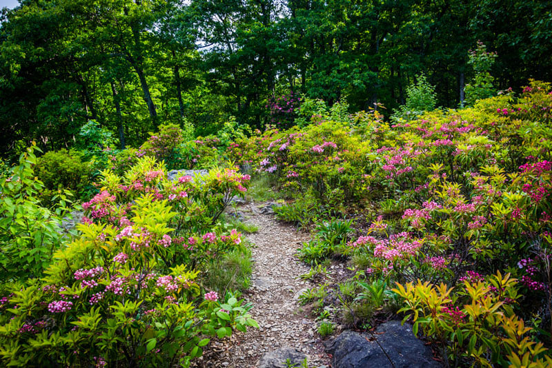 wildflowers along a trail in shenandoah national park