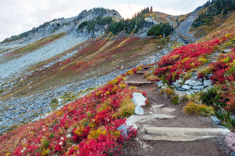 skyline trail mt rainier