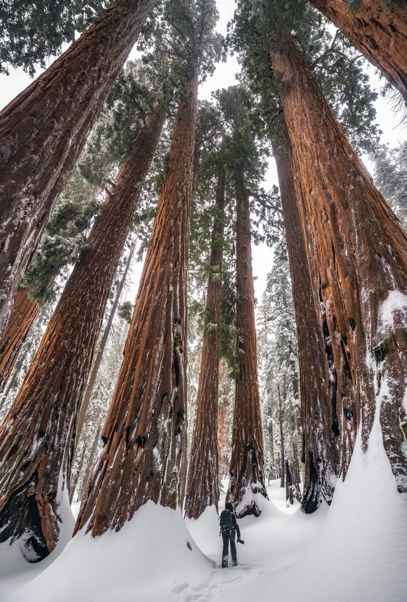 snowshoe through the giant forest in sequoia national park in winter