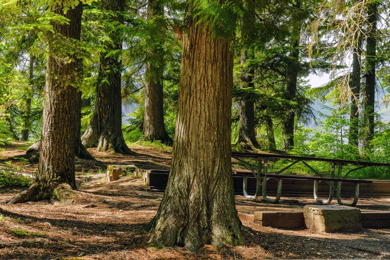 sprague creek campground in glacier national park