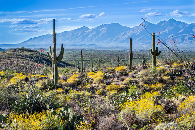 spring wildflowers blooming in Saguaro National Park arizona