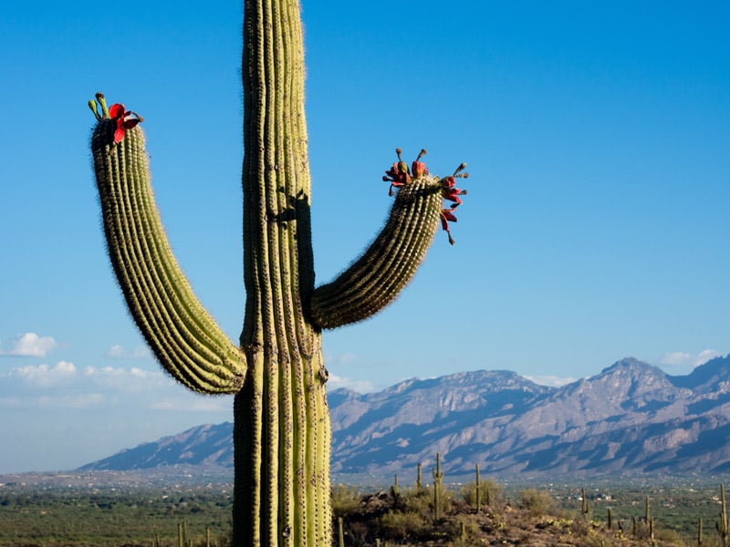 summer saguaro cactus bloom in the arizona national park