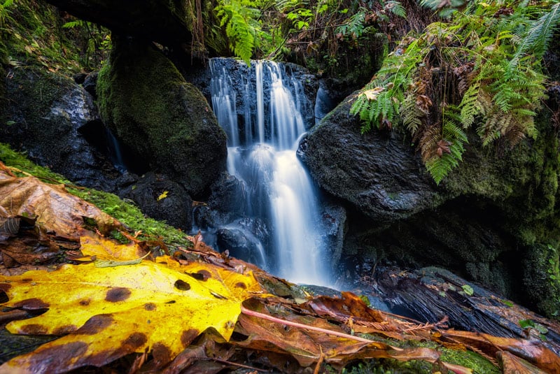 trillium falls trail in redwood national park