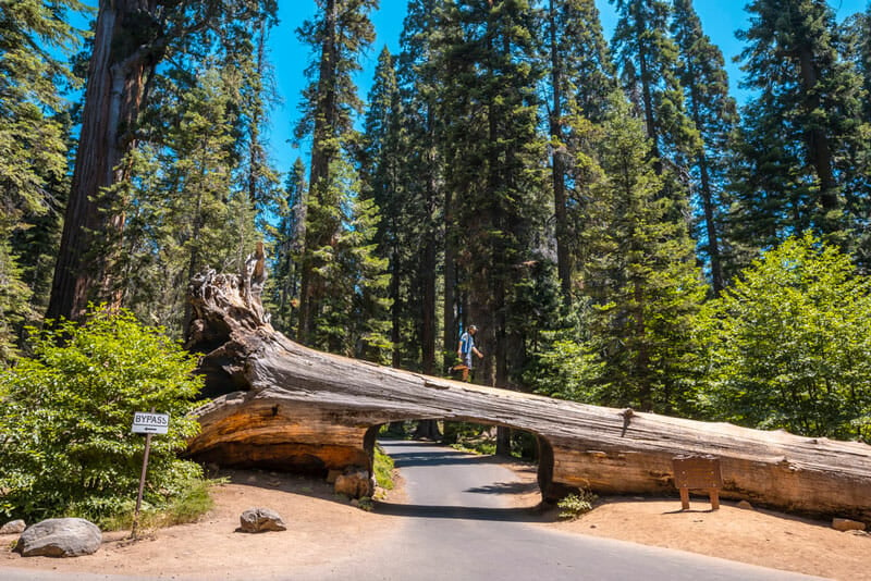 Tunnel Log near campgrounds in the Foothills in Sequoia National Park
