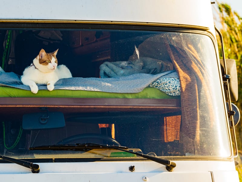van life cat inside of a camper van conversion