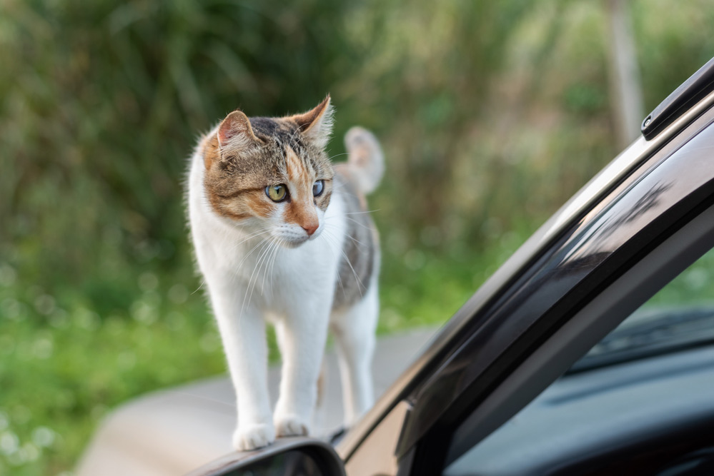 car camping cat walking outside