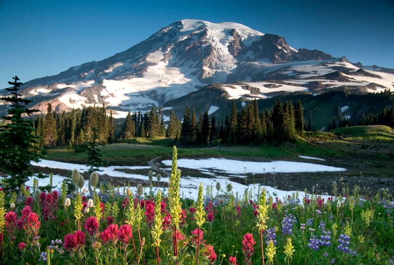 wildflowers blooming in mt rainier national park washington