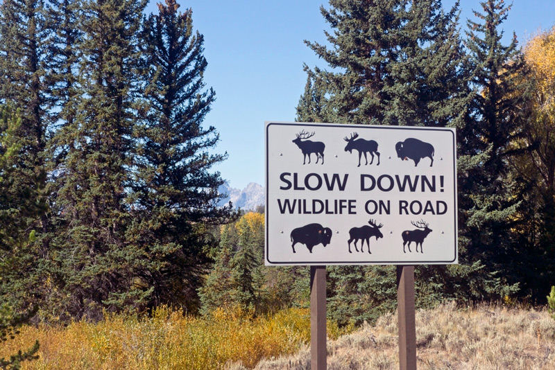 wildlife crossing road sign in grand teton national park wyoming