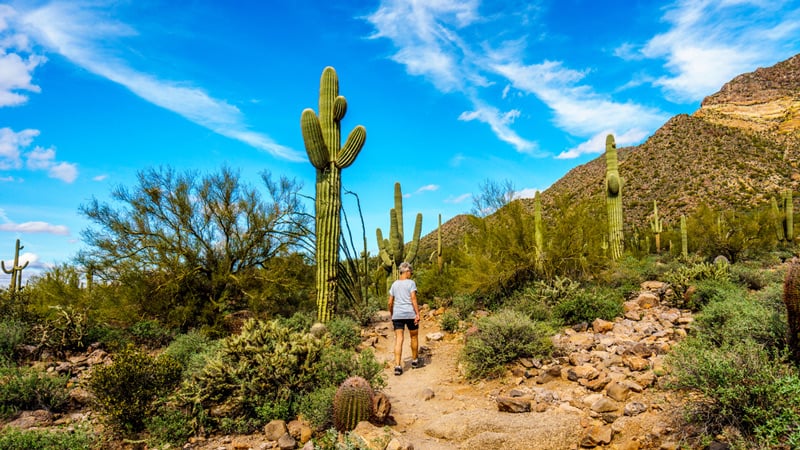 hiking past a saguaro cacti in the rincon mountain district