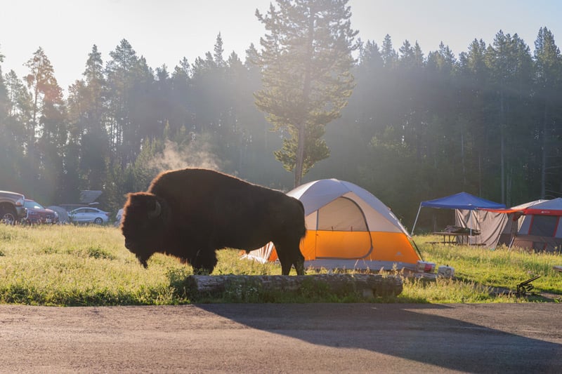 camping in yellowstone national park is one of the many things to do near wildlife